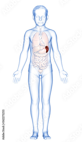 3d rendered  medically accurate illustration of a young boy Spleen Anatomy