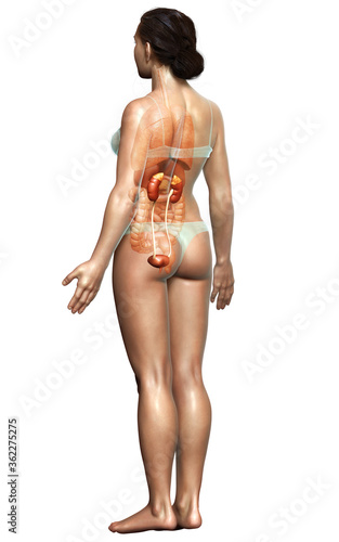 3d rendered, medically accurate illustration of female   kidneys photo