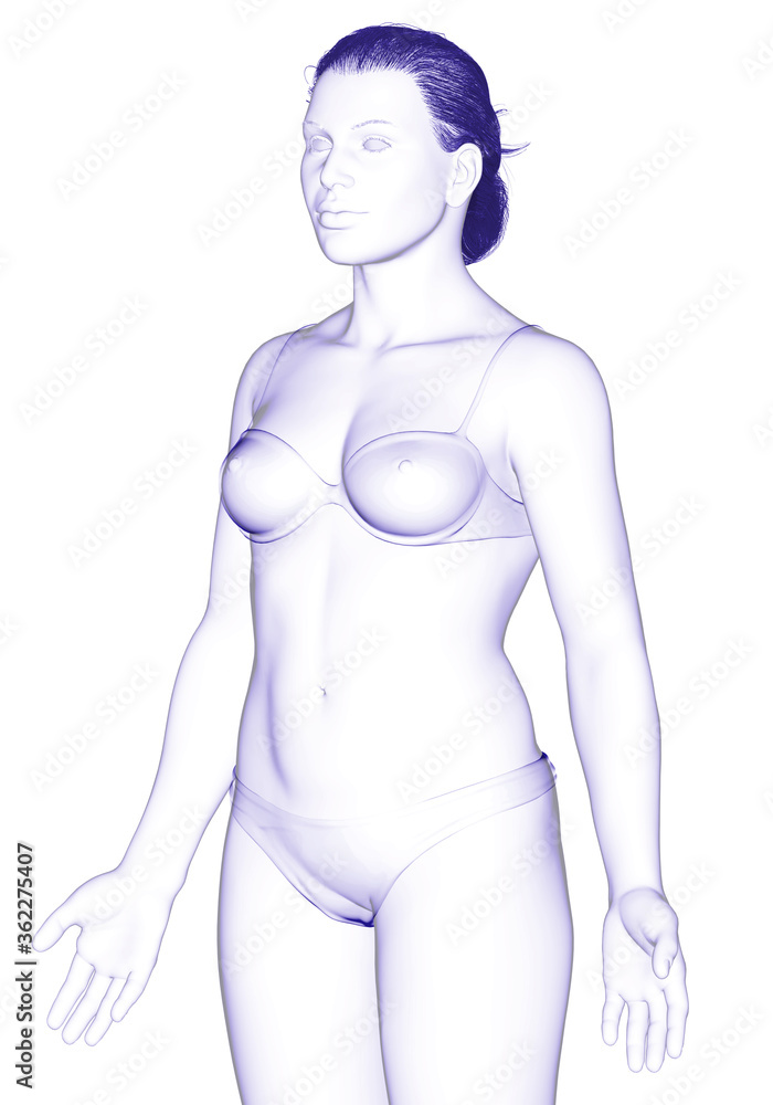 Fototapeta premium 3d rendered illustration of the female body