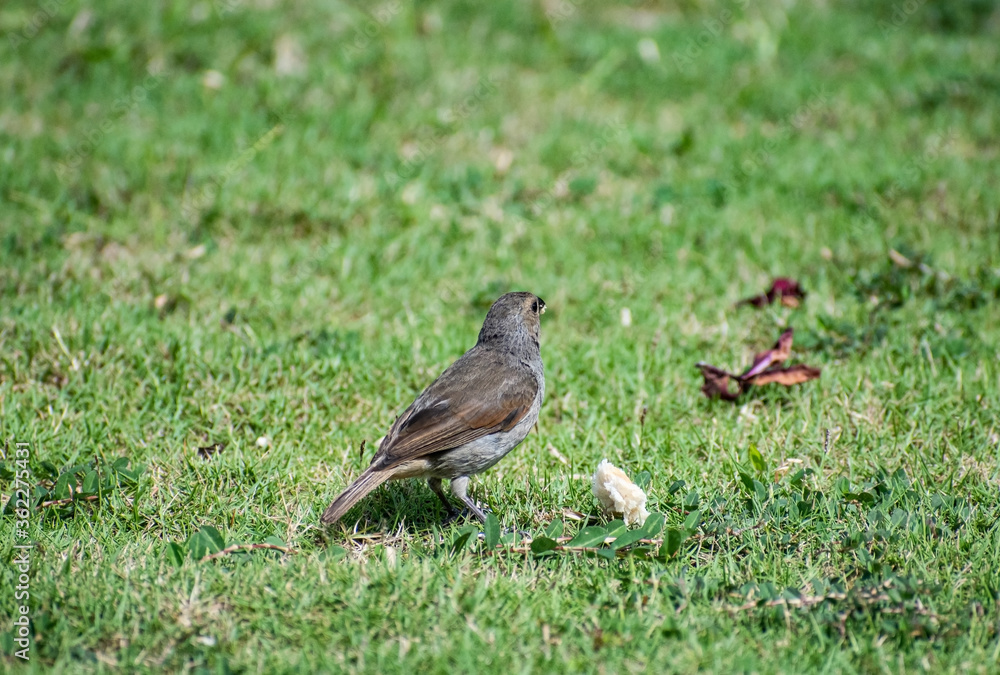 Small brown and grey Barbados bullfinch seedeater bird sitting on green grass next to a piece of bread, eating with food in its mouth. Small brown and grey Barbados bullfinch seedeater bird sitting on green grass next to a piece of bread, eating with food in its mouth.