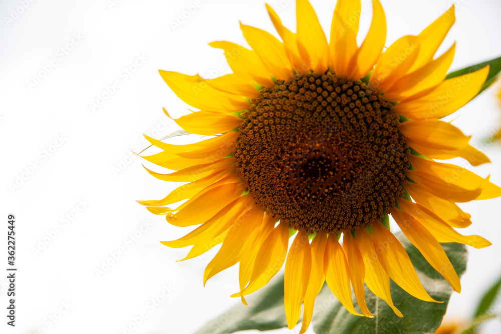 Obraz premium 綺麗なひまわりの花びら 