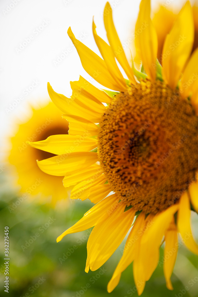 Naklejka premium 傷ついたひまわり