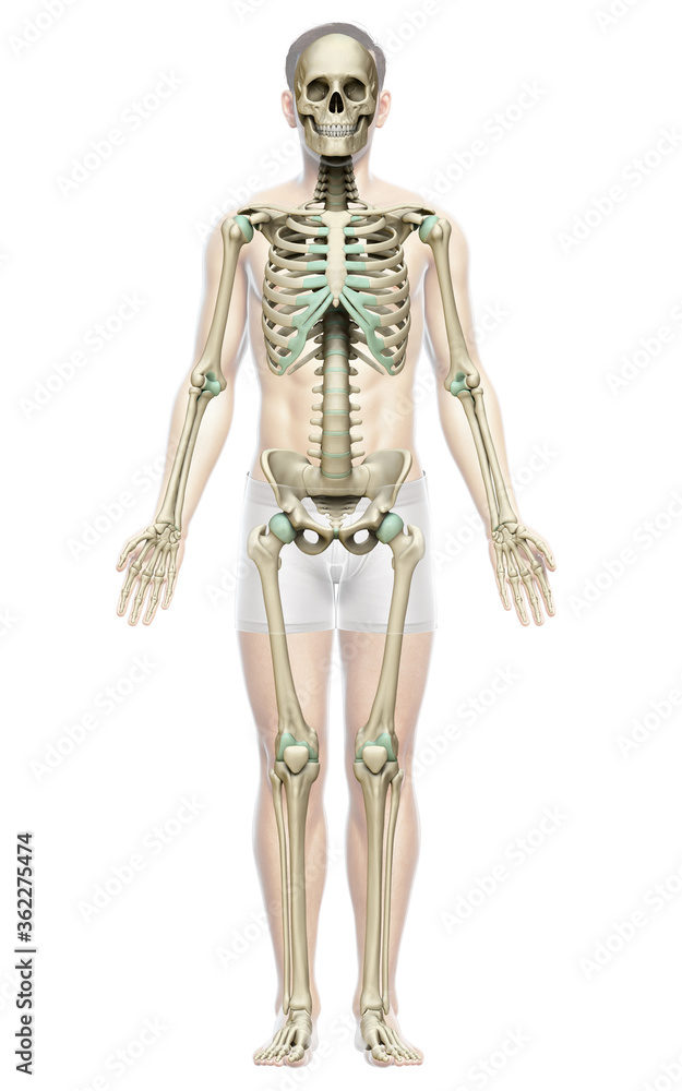 3d rendered, medically accurate illustration of a male skeleton system