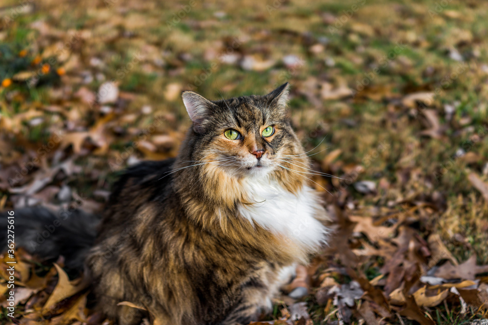 Calico maine coon cat with green eyes sitting outside in fallen brown ...