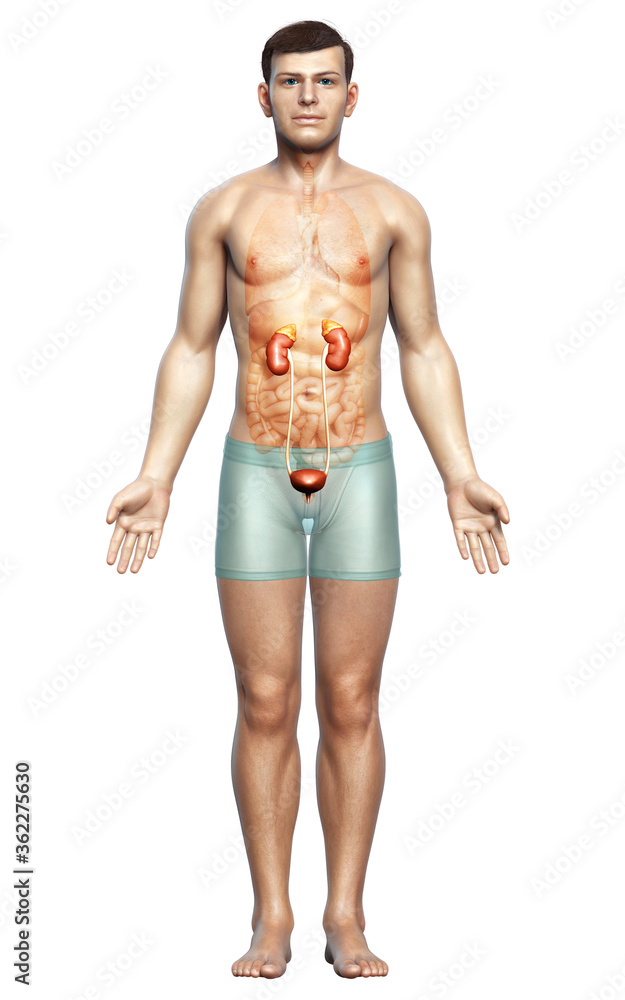 3d rendered, medically accurate illustration of the kidneys