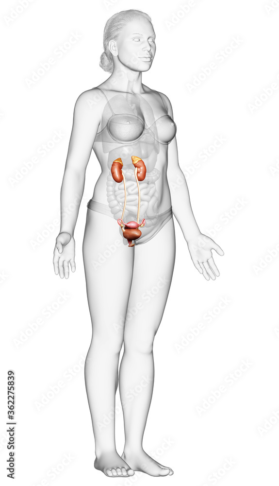 3d rendered, medically accurate illustration of female kidneys 3d rendered, medically accurate illustration of female kidneys