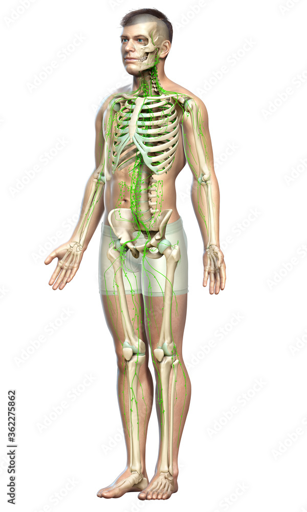 3d rendered medically accurate illustration of a male lymphatic system 3d rendered medically accurate illustration of a male lymphatic system