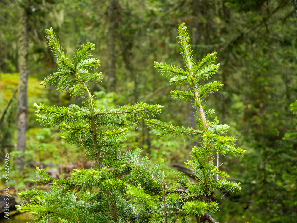 The tops of fir on a background of green coniferous forest. Summer sunny day The tops of fir on a background of green coniferous forest. Summer sunny day