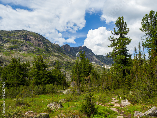 Cedars in the coniferous forest on the background of rocks. Ergaki Natural Park. Siberian Sayan Mountains