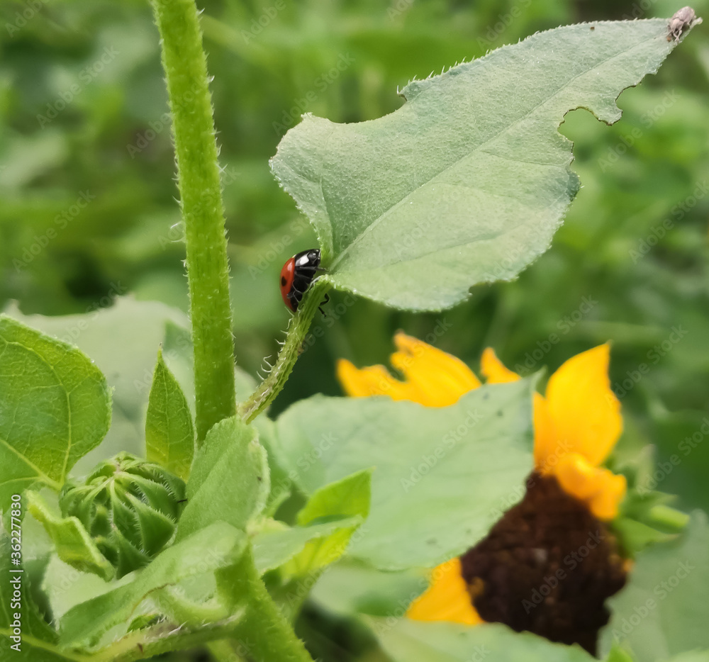 Fototapeta premium ladybird on a leaf