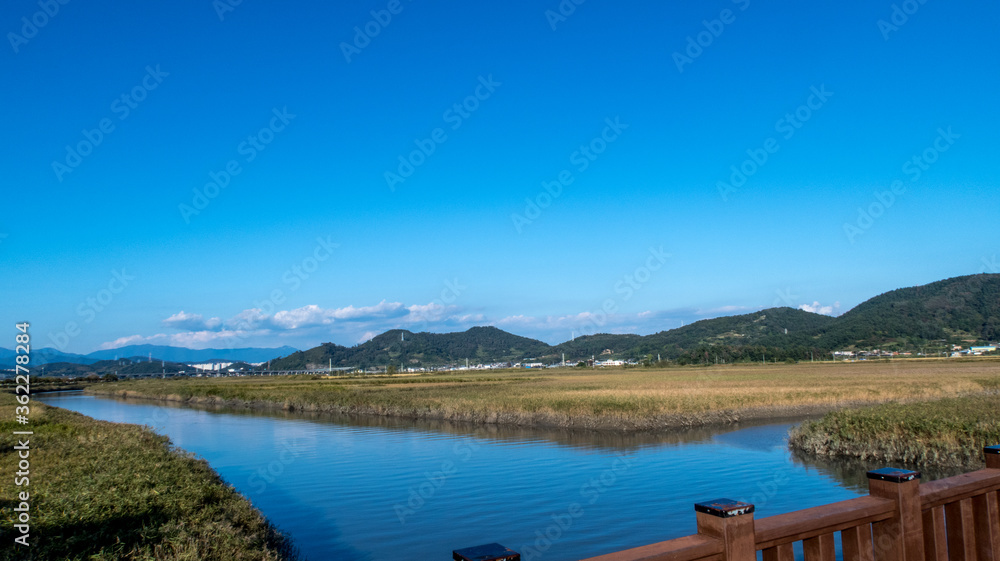 Fototapeta premium 순천만 갈대