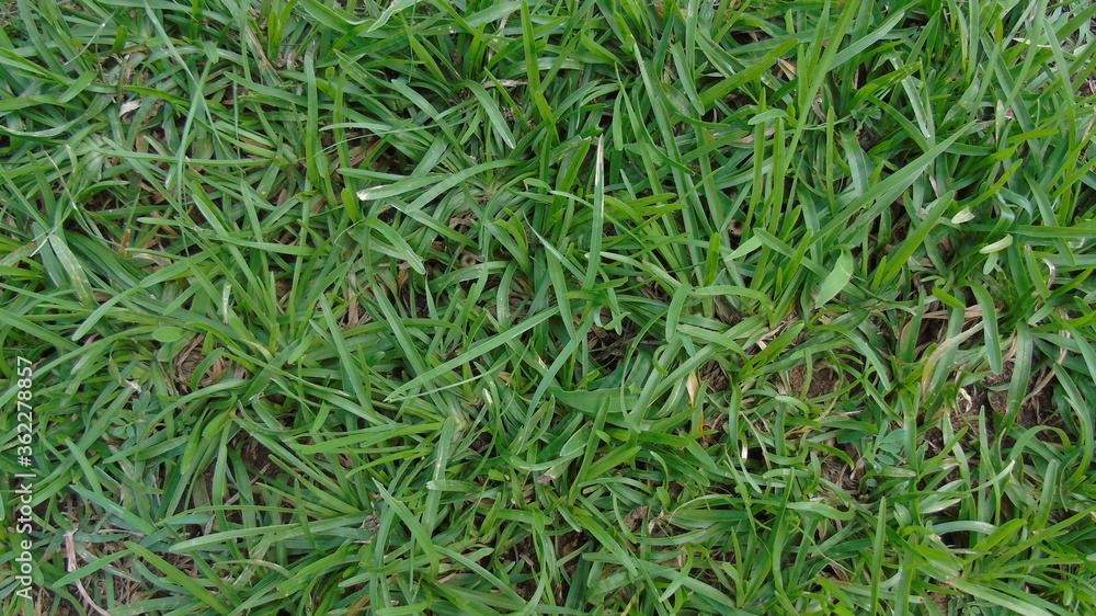 green grass in the wind green grass in the wind