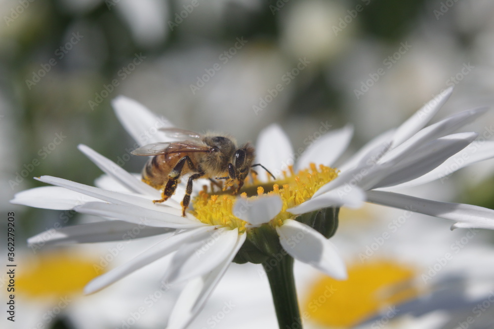 Honey Bee taking pollens out of daisy flower Honey Bee taking pollens out of daisy flower