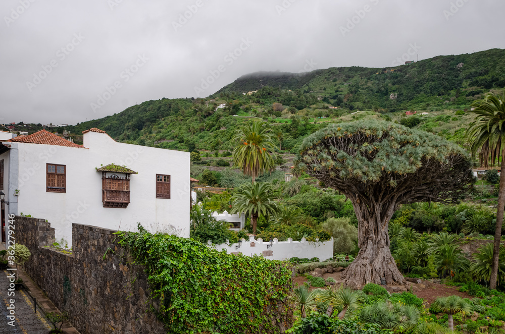 Typical house and Millennial Dragon Tree in Icod de los Vinos. Tenerife Spain..