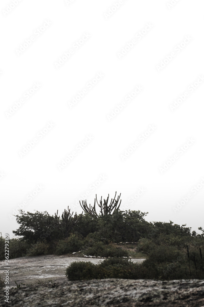 Fototapeta premium Cactus in the mountain