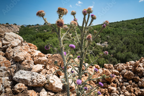 Purple spear thistle. Cirsium vulgare bull thistle, or common thistle. Natural environment in the mountain.  photo