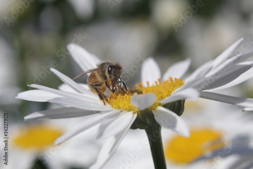 Honey Bee taking pollens out of daisy flower
