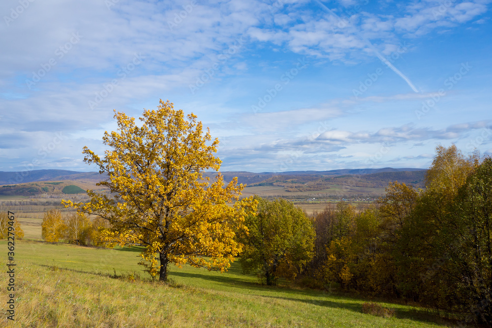 Beautiful autumn countryside landscape. Lonely oak with yellow foliage in the foreground. Panorama