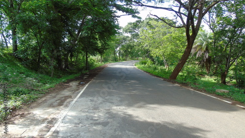 road in the woods