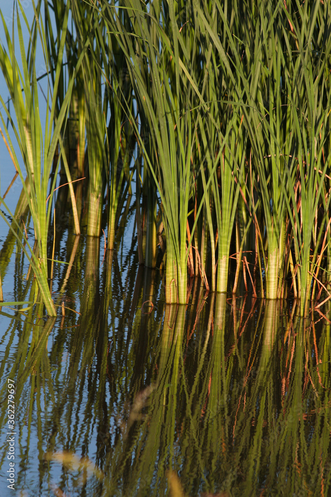 Obraz premium Reed Reflection