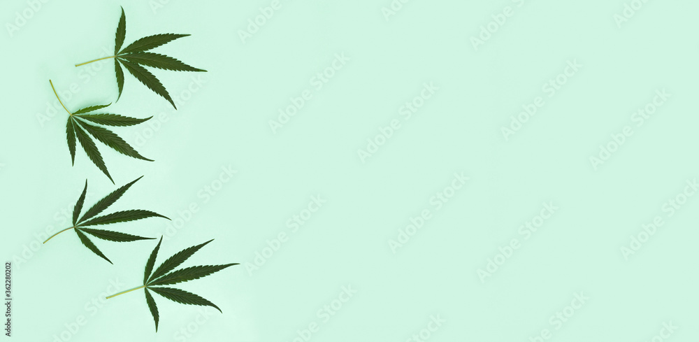 Green leaves from Cannabis plant on light green paper background. Green nature organic ingredients for cosmetology. Banner with Copy space.