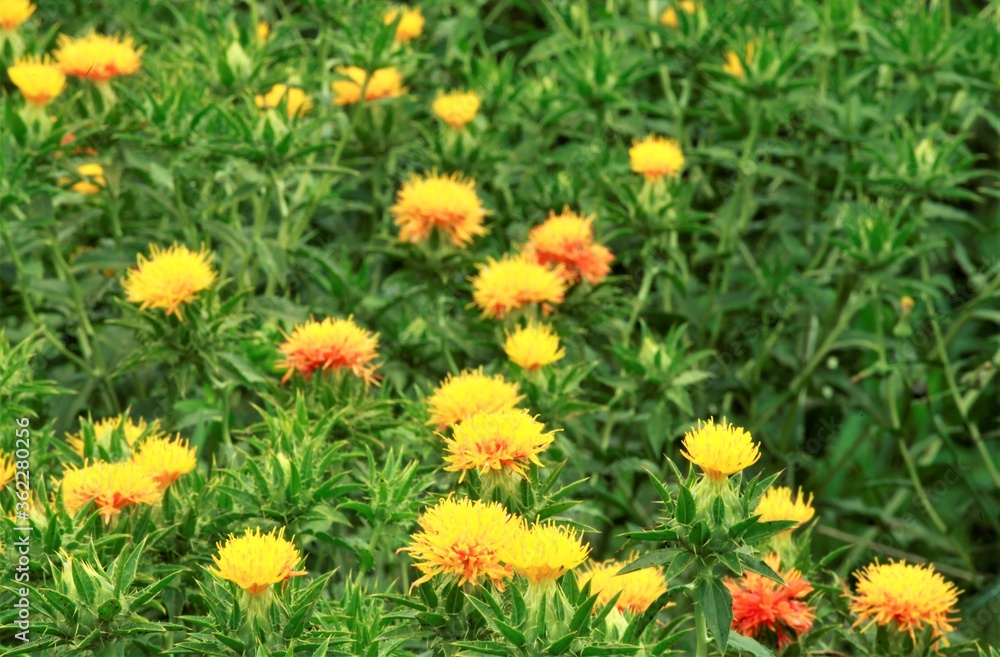 満開の紅花 満開の紅花
