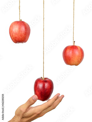 Human hand reach to grab the hanging apple isolated on white background. Low hanging fruit concept.