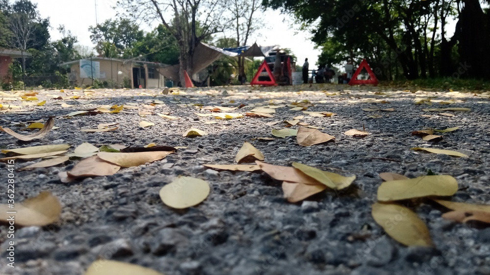 Obraz premium a lot of fish in the garden