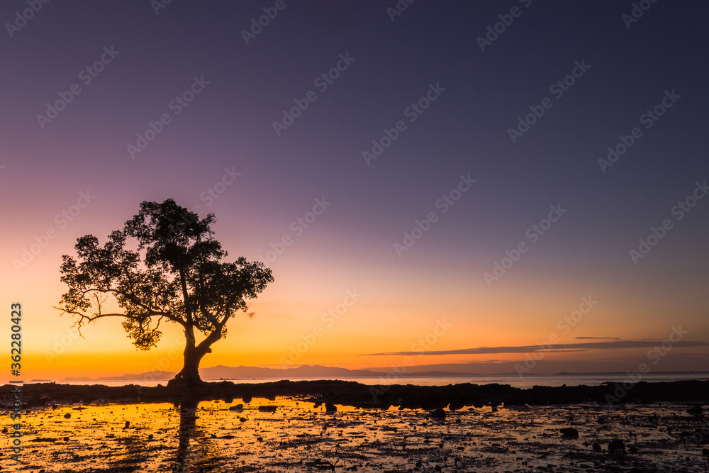 sunset on the beach tree silhouette 