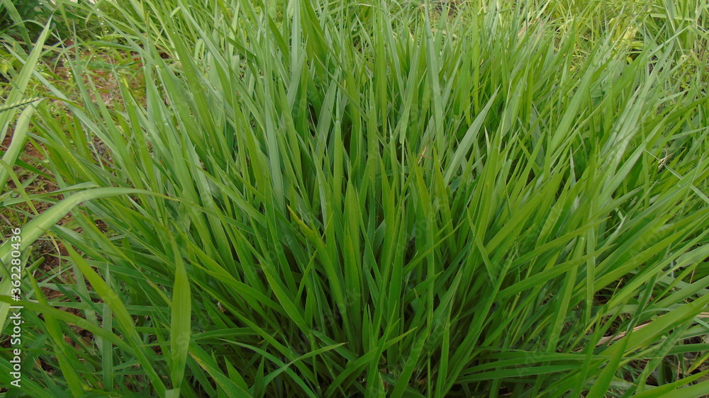 green grass in the wind green grass in the wind