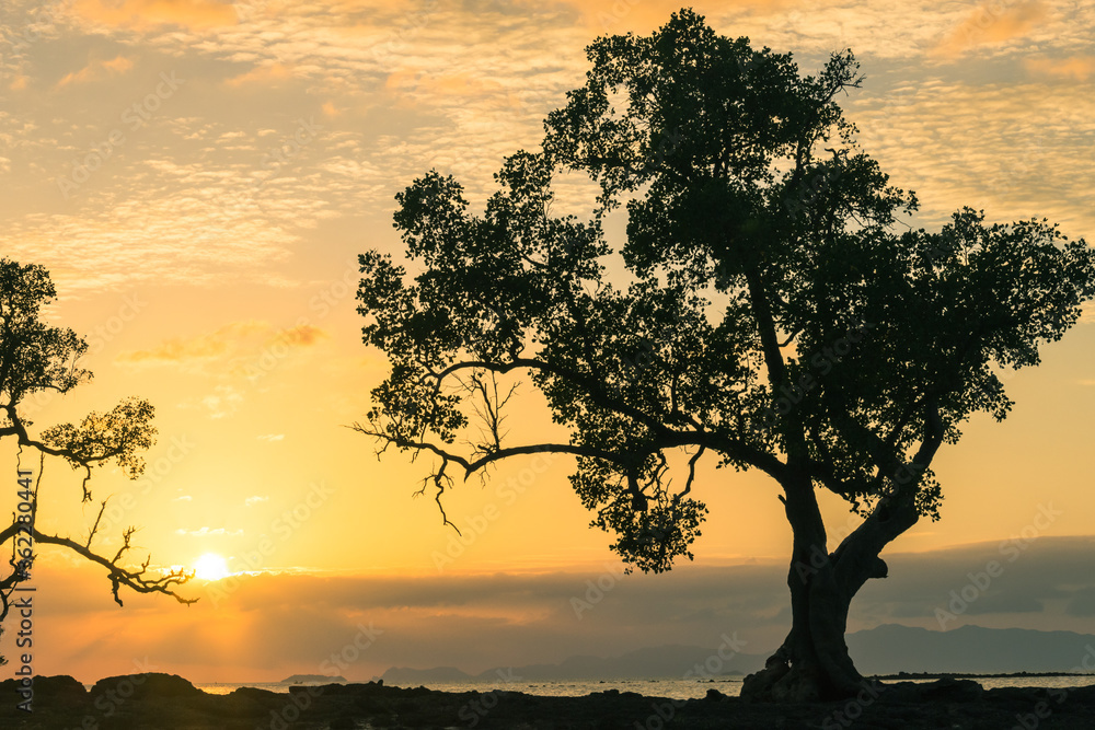 Fototapeta premium tree silhouette at sunset