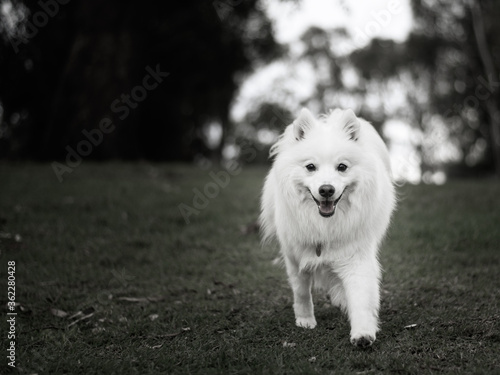 Japanese Spitz, white dog on the grass