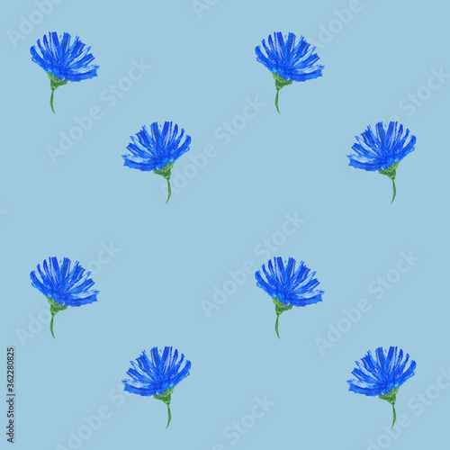 Blue small flowers of chicory and cornflowers are drawn in gouache. Simple seamless floral pattern. Fashionable Milflers. Elegant template for fashionable prints  textiles  wallpapers  patterns  cover