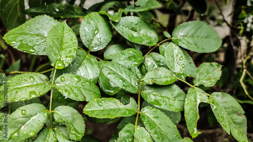 water drops on green leaves