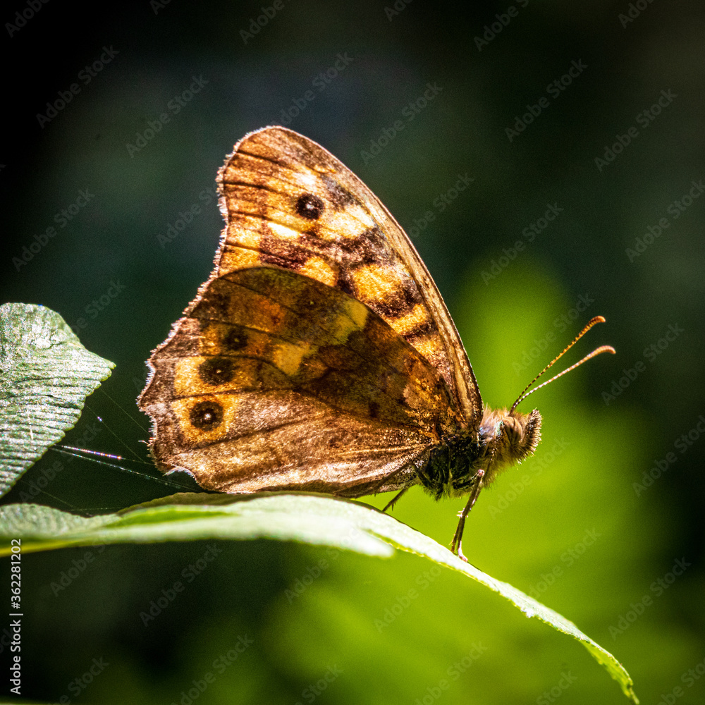 Fototapeta premium butterfly on leaf