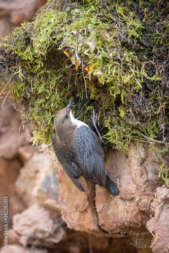The White-throated dipper, Cinclus cinclus The bird is feeding its chicks in colorful forest in the spring Europe Czech Republic Wildlife nature scene. During nesting season, clear runnig water..