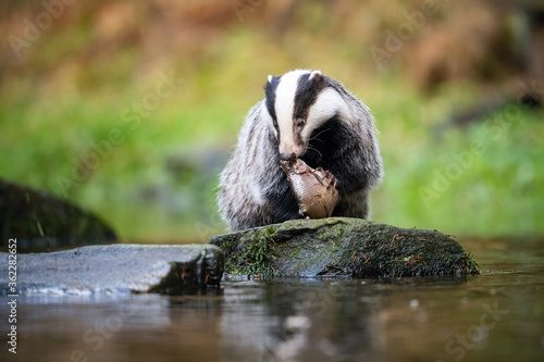 European badger, Meles meles is standing in the shoreline of a pond in the golden light of sunset. The badger is mirroring in the golden surface of the pond. photo