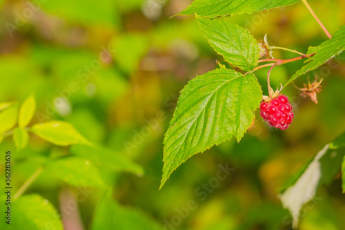 close-up of the ripe raspberry in the fruit garden.Fresh organic berries on the bush. ripe raspberries on green grass background.Sunny summer day