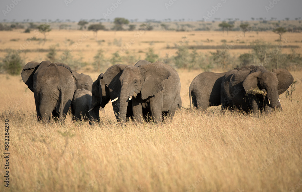A herd of Elephants (loxodonta africana) in the open plains of Tanzania.