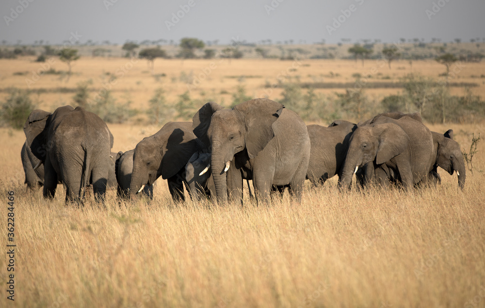 A herd of Elephants (loxodonta africana) in the open plains of Tanzania. A herd of Elephants (loxodonta africana) in the open plains of Tanzania.