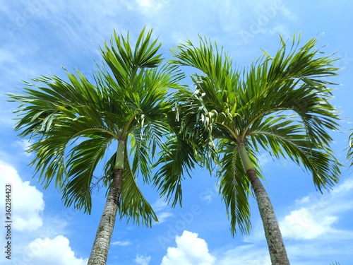 Manila palm or christmas palm tree in the garden.