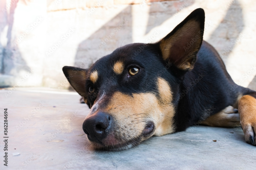 Headshot of a indian black dog looking above lying on the ground Headshot of a indian black dog looking above lying on the ground