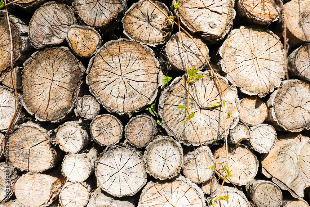 Fototapeta premium Pile of wooden logs stacked together on top of each other. Wall of stacked wood logs as background. Stack of firewood close up. Logs cuts prepared for fireplace