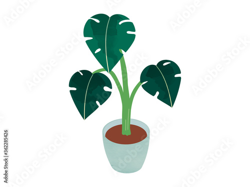 Vector illustration of Monstera plant in pot isolated on white background. Minimal tropical leaves houseplant home decor.