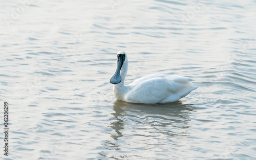 Black-faced Spoonbill at waterland in shenzhen,china.