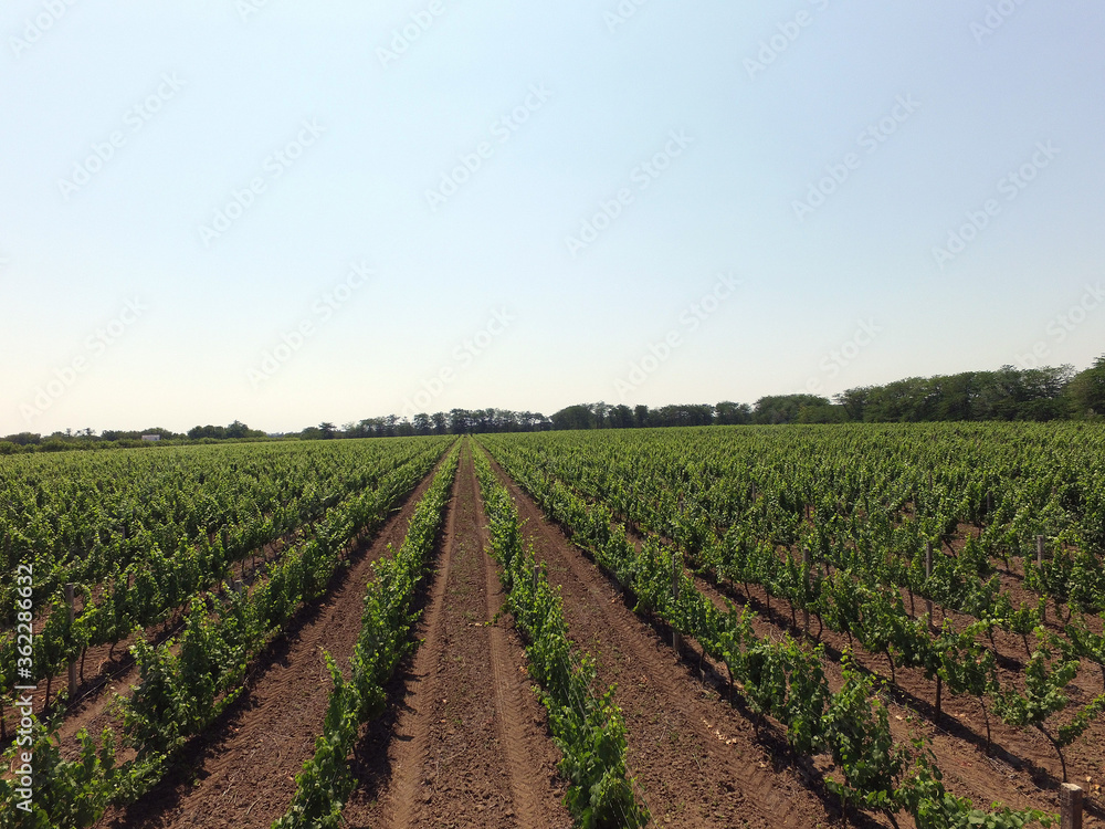 A summer vineyard shot (drone aerial view). Odessa Region