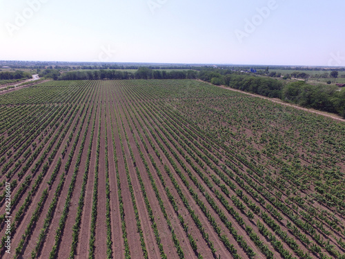 A summer vineyard shot (drone aerial view). Odessa Region