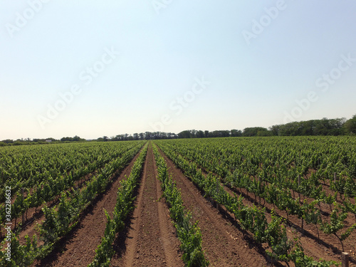 A summer vineyard shot  drone aerial view . Odessa Region