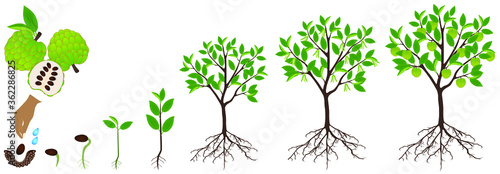 Cycle of growth of cherimoya Annona cherimola plant on a white background.