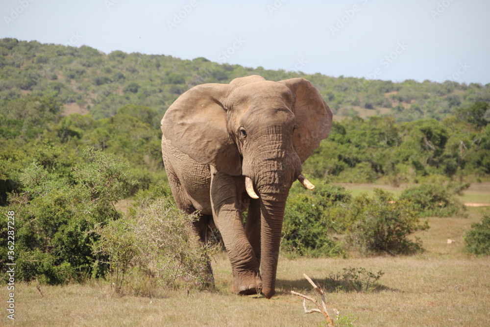 Obraz premium Elephant, Addo Elephant Park, Port Elizabeth, South Africa.